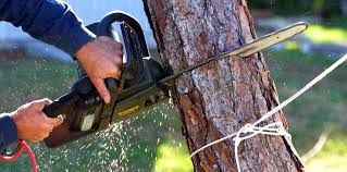 Best Leaf Removal  in Mount Pleasant, TX
