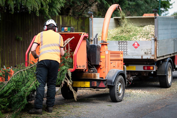 Best Pest Control for Lawns  in Mount Pleasant, TX