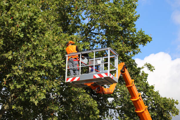 Best Tree Preservation Services  in Mount Pleasant, TX