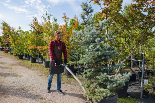 Reliable Mount Pleasant, TX Tree Services Solutions