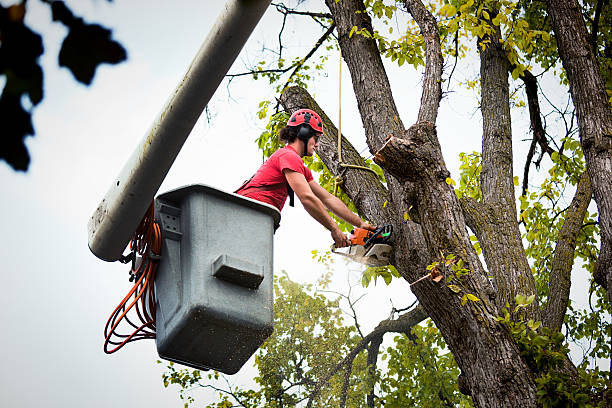 Best Arborist Consultation Services  in Mount Pleasant, TX