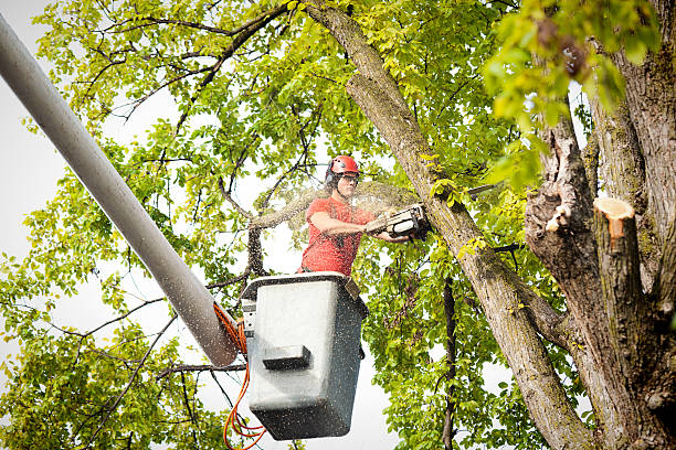 Best Tree Cabling and Bracing  in Mount Pleasant, TX