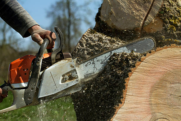Best Tree Health Inspection  in Mount Pleasant, TX